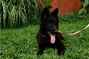 Carrie - puppy for sale