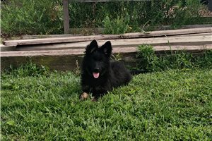 Celeste - German Shepherd for sale