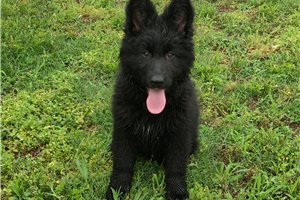 Nevaeh - German Shepherd for sale