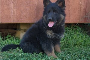 Natalie - German Shepherd for sale