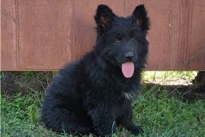 Nevaeh - German Shepherd for sale