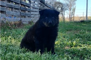 Carrie - German Shepherd for sale