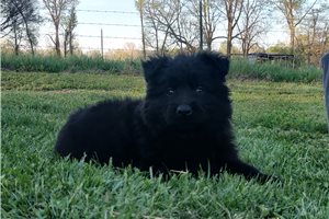 Callum - puppy for sale