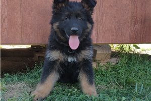 Naomi - German Shepherd for sale