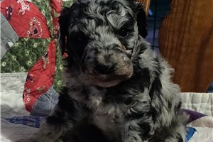 Karla - puppy for sale