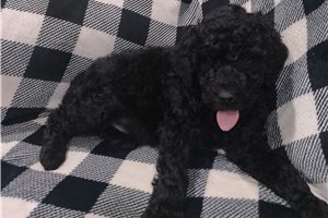 Mateo - Poodle, Standard for sale