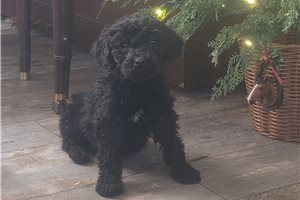 Matthew - Poodle, Standard for sale