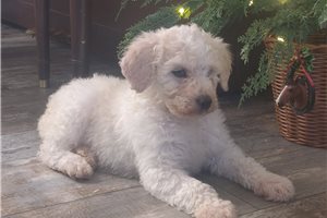 Maverick - Poodle, Standard for sale