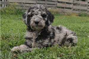 Karla - Poodle, Standard for sale