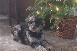 Mila - Poodle, Standard for sale