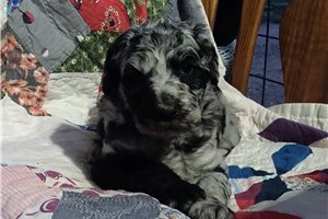 Karita - Poodle, Standard for sale