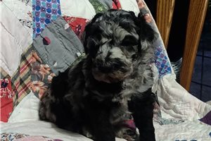 Kate - puppy for sale