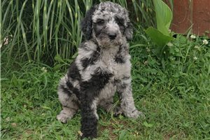 Karita - Poodle, Standard for sale