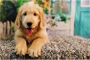Robert - Labradoodle for sale