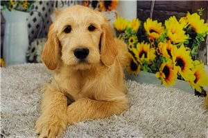 Ryan - Labradoodle for sale