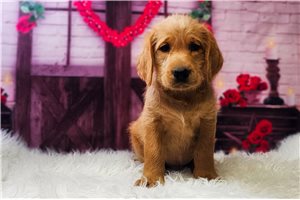 Braxton - Labradoodle for sale