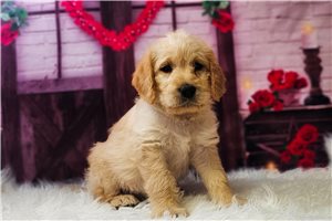 Bev - puppy for sale