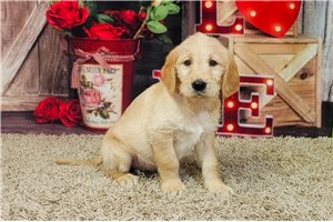 Bessie - Labradoodle for sale