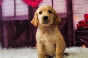 Brekken - puppy for sale
