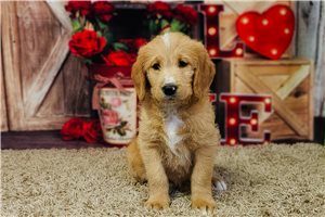 Belle - puppy for sale