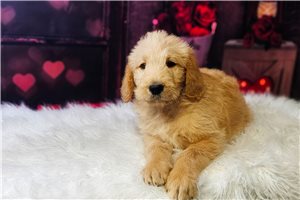Brayan - Labradoodle for sale