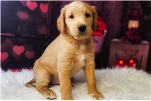 Betsy - Labradoodle for sale