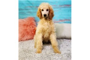 Yuliana - Poodle, Standard for sale