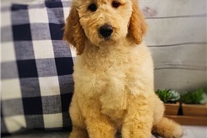 Hailey - Poodle, Standard for sale