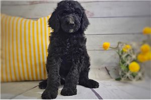 Hunter - Standard Poodle for sale