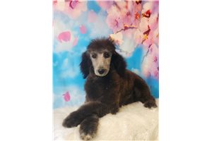 Yesenia - Poodle, Standard for sale