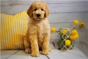 Hudson - Standard Poodle for sale