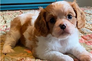 Truman Cavalier King Charles Spaniel 31C869