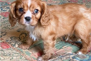 Truman - Cavalier King Charles Spaniel for sale
