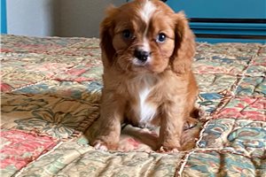 Truman Cavalier King Charles Spaniel 31C869