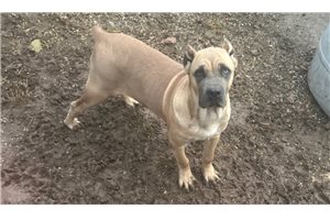 Harley - puppy for sale