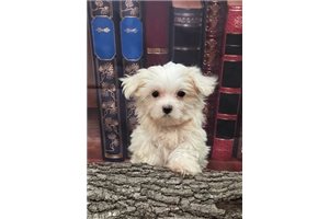 Dexter - Maltese for sale