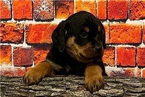 Adler - Rottweiler for sale