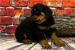 Rogue - Rottweiler for sale