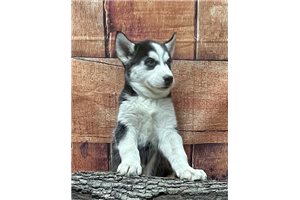Siberian Husky Puppies for Sale | Pawrade.com