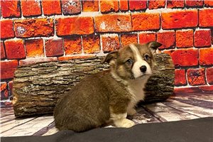 Daison - Corgi, Pembroke Welsh for sale