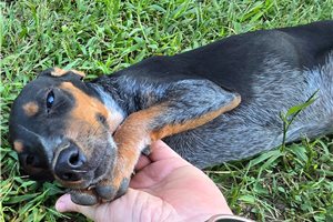 Manny - Beagle for sale