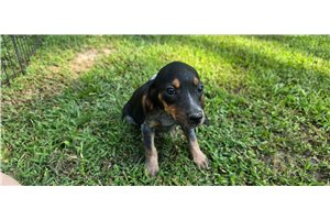 Manny - Beagle for sale