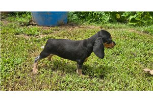 Margo - Beagle for sale