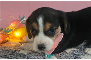 Luna - Beagle for sale