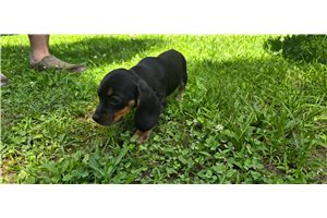 Marisol - puppy for sale