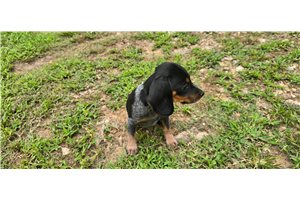 Manny - Beagle for sale