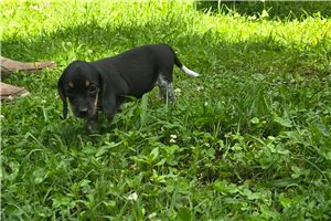 Minka - Beagle for sale