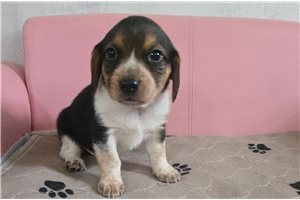 Liam - puppy for sale