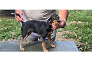 Margo - Beagle for sale