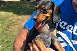 Margo - Beagle for sale